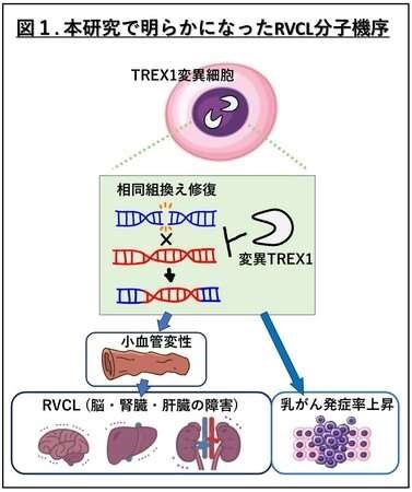 図１.本研究で明らかになったRVCL分子機序